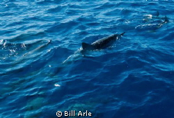 Spinner dolphins leading the dive boat.  Big Island, Hawaii. by Bill Arle 